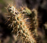 cactus spines, Anza-Borrego SP CA