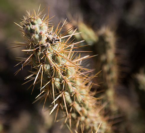 cactus spines, Anza-Borrego SP CA