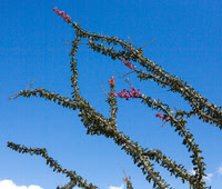 Octillo in bloom, an-Borrego SP CA