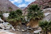 Palm Canyon.  Anza-Borrego State Park, CA
