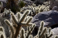 Teddy Bear Cholla Cactus, Blair Valley, Pictograph Trail, Anza-Borrego SP