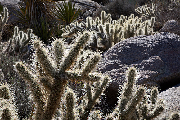 Teddy Bear Cholla Cactus, Blair Valley, Pictograph Trail, Anza-Borrego SP