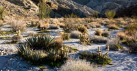 Cactus Wash, Narrows Earth Trail, Anza-Borrego SP