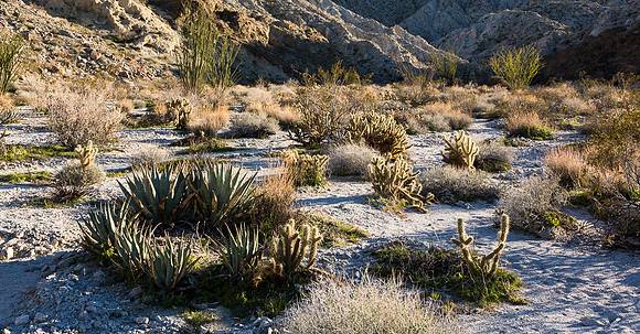 Cactus Wash, Narrows Earth Trail, Anza-Borrego SP