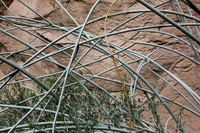 Tangle, Palm Slot Canyon, Anza-Borrego SP