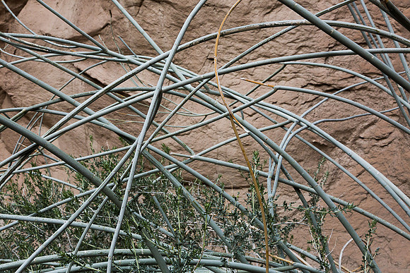 Tangle, Palm Slot Canyon, Anza-Borrego SP
