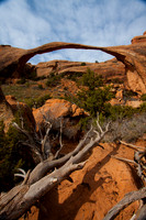 Down tree and Landscape Arch