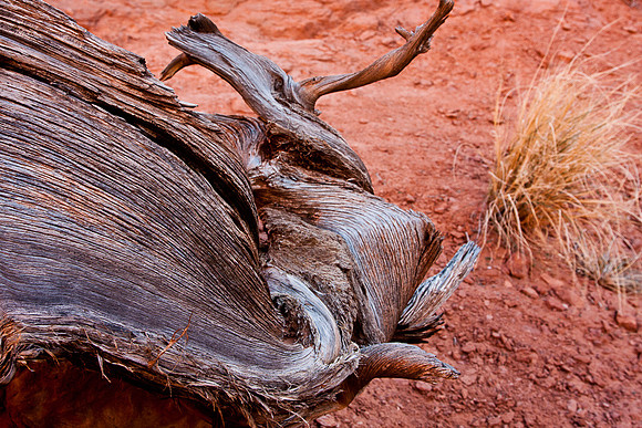 Stump Pattern