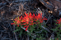 Navaho Paintbrush in Arches NP
