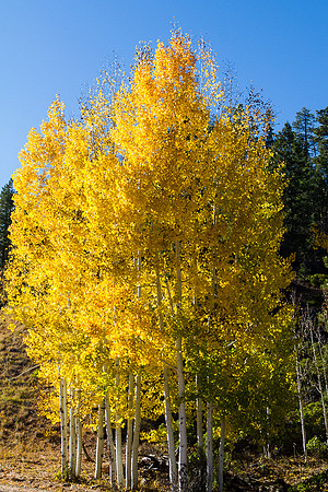 Fall Aspens at Bryce