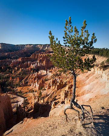Clinging to the edge, Bryce Canyon