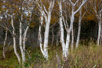 3 Aspens (Cape Breton Island, NS Canada)