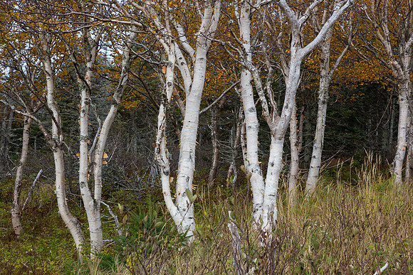 3 Aspens (Cape Breton Island, NS Canada)