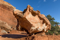 Flying Turtle?  Capitol Reef NP