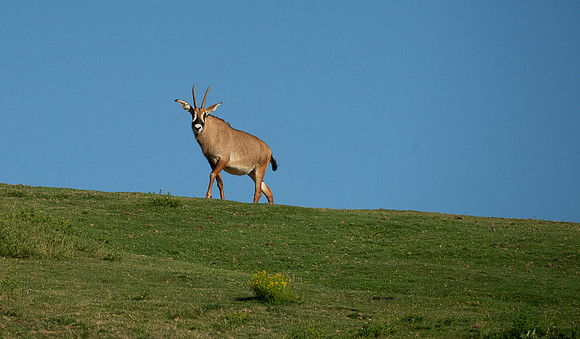 Nile-Lechwe, San diego Zoo Safari Park outside Escondido, CA