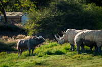 Cape Buffalo and Rhinoceros, San Diego Zoo Safari Park