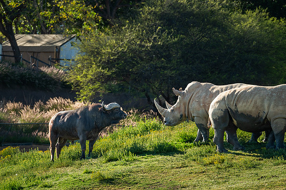 Cape Buffalo and Rhinoceros, San Diego Zoo Safari Park