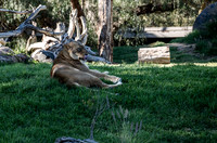 Lion, San diego Zoo Safari Park outside Escondido, CA