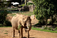 African elephant, San diego Zoo Safari Park outside Escondido, CA