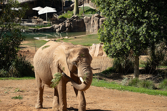 African elephant, San diego Zoo Safari Park outside Escondido, CA