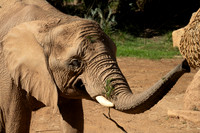 African elephant, San diego Zoo Safari Park outside Escondido, CA