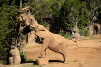 African elephant, San diego Zoo Safari Park outside Escondido, CA