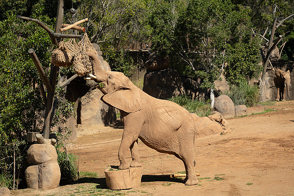 African elephant, San diego Zoo Safari Park outside Escondido, CA