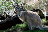 Kangaroo, San diego Zoo Safari Park outside Escondido, CA