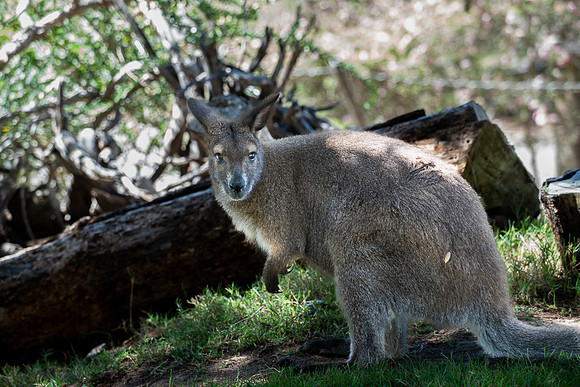 Kangaroo, San diego Zoo Safari Park outside Escondido, CA