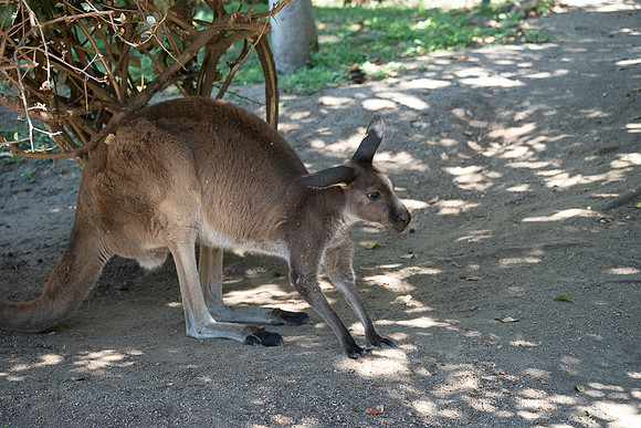 Kangaroo, San diego Zoo Safari Park outside Escondido, CA