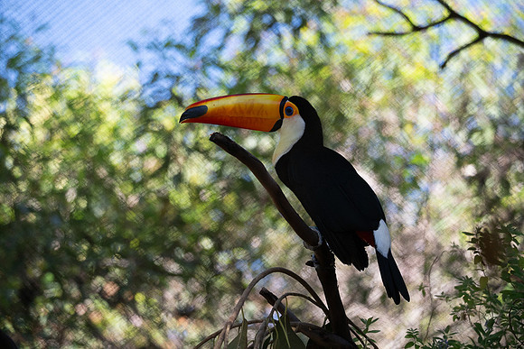 Toucan, San diego Zoo Safari Park outside Escondido, CA