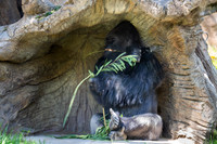 Western Lowland Gorilla, San diego Zoo Safari Park outside Escondido, CA
