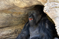Western Lowland Gorilla, San diego Zoo Safari Park outside Escondido, CA
