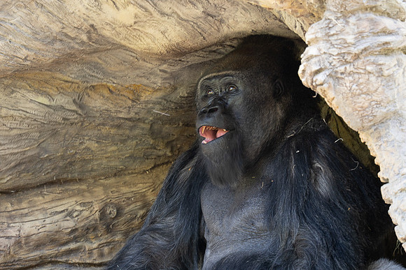 Western Lowland Gorilla, San diego Zoo Safari Park outside Escondido, CA