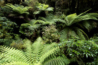 Tree ferns along The Chasm Nature Trail, NZ
