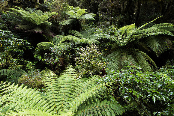 Tree ferns along The Chasm Nature Trail, NZ