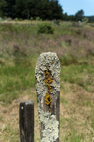 Fort Ross - 9