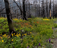 Wildflowers by the side of the road