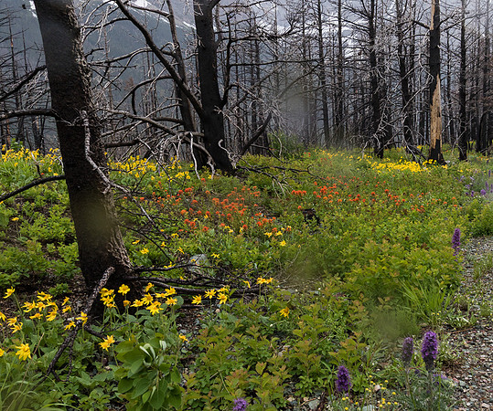 Wildflowers by the side of the road