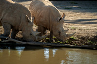 Rhinoceros, San Diego Zoo Safari Park