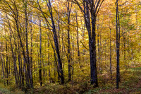 Yellow Fall forest, Jacques-Cartier National Park
