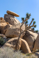 Cap rock with Joshua tree, Joshua Tree NP