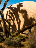 Joshua Tree and Shadow