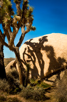 Joshua Tree and Shadow