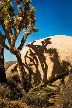 Joshua Tree and Shadow