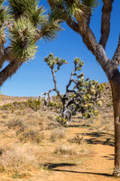 Juniper Flats Joshua Tree Grove