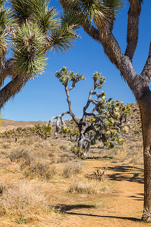 Juniper Flats Joshua Tree Grove