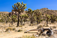 Juniper Flats Joshua Tree Grove