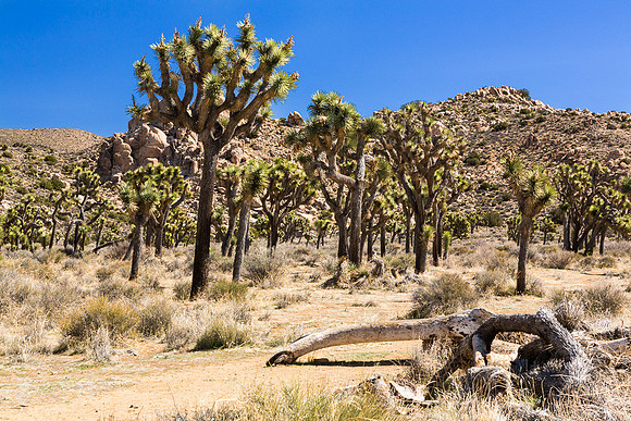 Juniper Flats Joshua Tree Grove