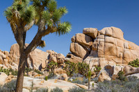 Joshua Tree and rocks